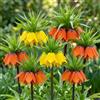DUTCH BULBS EXCLUSIVE PLANTS FROM HOLLAN Fritillaria Imperialis Corona Imperiale - 6 Bulbi | Bulbi Fritillaria Imperialis, Perenni & Resistenti, Piante dall'Olanda, Mix Colorato (no semi, non artificiale)
