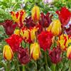 DUTCH BULBS EXCLUSIVE PLANTS FROM HOLLAN Bulbi Fiori Perenni da Esterno - 20 Bulbi Tulipani Rosso-Arancione-Giallo | Piante e fiori esclusivi dall'Olanda, per giardino, vasi e balcone (senza semi, non artificiali)