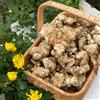 Generic Tuberi di Topinambur - di Helianthus tuberoso - di selvatiche resistenti all'esterno di da giardino roccioso resistenti 10pcs