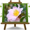 EURO PLANTS VIVAI Camelia Sasanqua Rosa Chiaro Vaso 22 cm | Pianta Ornamentale sempreverde rustico e resistente a basse temperature - Altezza 40~60 cm