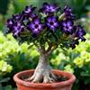 BUUYOSE Tuberi rari di rosa del deserto, Rizomi succulenti, Perenne Bassa Manutenzione, Piantagione all'aperto in pieno sole, Splendida Esposizione di Bonsai-1 tubero-f