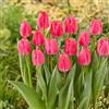 Bloomique - Mix di 20 - Tulipa - Bulbi di tulipano - Rosa - Bulbi - Fioritura primaverile - Perenni - Cresce fino a 45-55 cm