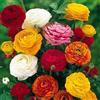 Floriana-Bulbose Bulbi da Fiore ALTA QUALITA' per fioritura PRIMAVERILE - ESTIVA - AUTUNNALE (10, Ranuncoli in Miscuglio)