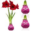 DUTCH BULBS EXCLUSIVE PLANTS FROM HOLLAN Bulbi di Amaryllis Cera Viola Striato - 2 Bulbo da Fiore | Grande Formato 28/30, Piante e Fiori Esclusivi dall'Olanda, Hippeastrum Autentico (non semi, non artificiale)