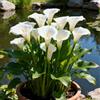 BUUYOSE Rizoma di Calla perenne, Facile Coltivare, Rende adatto alla Piantagione in aiuole, Bordure ＆Terrazze, Progettazione di bonsai-f-2 rizomi