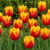 DUTCH BULBS EXCLUSIVE PLANTS FROM HOLLAN Bulbi Fiori Perenni da Esterno - 25 Bulbi Tulipani Single Red | Yellow Passion, Piante e fiori esclusivi dall'Olanda, per giardino, vasi e balcone (senza semi, non artificiali)