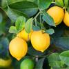 Generic 3 talee - Limone lunario | Limone lunario