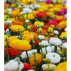 Floriana-Bulbose Bulbi da Fiore (10 X Ranuncoli MIX)