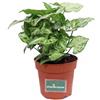 eGarden.store Pianta di Syngonium Arrow pianta da interno pianta da appartamento pianta ornamentale di Syngonium pianta vera venduta da eGarden.store (Vaso 12 cm)