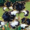 NJKNYOG Rizomi di Iris Resistenti al Freddo e Siccità | Per Giardini e Balconi | Regali Festivi-4bulbi-f