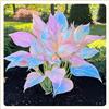 UYKOJMDR Midnight Blue Hosta Rizomi,Resistenti al Freddo,Crescita Vigorosa,er Ombreggiature,Compatti,Naturali,Freschi.-4Wurzel-C