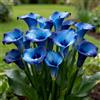 Nyugs Calla Lily, rizomi di calla resistenti, rizomi perenni da giardino, piantagioni di calla lily rari da giardino-h-6 rizomi