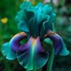 NJKNYOG Rizomi di Iris Resistenti al Freddo e Siccità | Per Giardini e Balconi | Regali Festivi-4bulbi-g