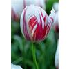 Floriana-Bulbose Bulbi da Fiore (10 X Tulipano HAPPY GENERATION)