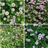 Generic Phyla nodiflora - verbena tappeto interno d'appartamento 420semi