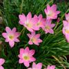 Generic zephyranthes - balcone giardini rocciosi giardino 6bulbi