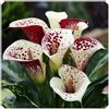 BUUYOSE Rizoma di Calla perenne, Facile Coltivare, Rende adatto alla Piantagione in aiuole, Bordure ＆Terrazze, Progettazione di bonsai-b-2 rizomi