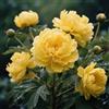 Nyugs Peonia, Rizomi Peonia Resistenti, Rizomi Perenni Giardino, Piantagioni Peonia Rari Giardino, Elegante Arbusto Peonia-h-2 rizomi