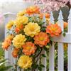 CUIKWA Clematide Montenegro rampicante con rizomi vivi, clematide con un apparato radicale ben sviluppato, adatta per giardini e paesaggistica-4 Rhizomes-D