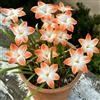 Generic 5Bulbi di Zephyranthes - balcone decorative in vaso sostenibili di resisten
