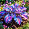 Vnuhgzs Hosta Alta a Foglia Larga - Resistente al freddo e tollerante al caldo - Eccellente per la progettazione paesaggistica in complessi residenziali e giardini-4 root-C