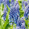 Bloomique - Mix di 50 - Muscari armeniacum - Muscari - Giacinto a grappolo - Bulbi - Fioritura primaverile - Perenni - Cresce fino a 10-15 cm