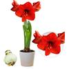 DUTCH BULBS EXCLUSIVE PLANTS FROM HOLLAN Bulbi di Amaryllis Red Passion - Bulbi Fiori in grande formato 26/30 | 1 Pezzo, Piante e Fiori Esclusivi dall'Olanda, Autentici Hippeastrum (non semi, senza cera e non artificiali)