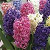 Flora Import - 10 Giacinti Profumati misti - Bulbi Di Alta Qualità