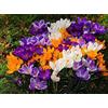 Flora Import 25 X Crochi Misti - Crocus Mix - Bulbi Alta Qualità (25)