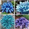 WEFHGFG Facile Da Mantenere Rari Hosta/Perfetto per chi è sempre indaffarato/Resistente.edizione limitata.-10Hosta pezzo-N