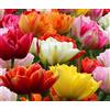 Flora Import 100 X Tulipani Doppi - Tulipa Double Mix - Tulipani Doppi Misti Ø 12/+ (100)