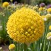Nyugs Allium, rizomi di Allium resistenti, rizomi perenni da giardino, piantagioni di Allium rari da giardino-6 rizomi-C