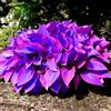 OPVDJD Hosta-Rinverdimento Abbellisci l'ambiente Adatto per decorare il tuo giardino-E-4 Radice