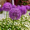 Generic allium Coltivare giardino su un balcone Allium giganteum decorazioni giardino per esterni sostenibili in vaso decorazione balcone 16bulbi
