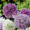 Bloomique - Mix di 15 - Allium 'Fantasia' - Aglio ornamentale - Blu, Bianco, Viola - Bulbi - Fioritura primaverile - Perenni - Cresce fino a 70-90 cm
