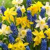 Generico 30 X Muscari Blu e Narcisi Nani Misti - Bulbi Di Alta Qualità