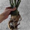 CUIKWA Rosa rara - Arbusto di rosa perenne resistente - Molto profumato - Adatto per la coltivazione in vaso e nel terreno-1 root-J