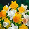 Bloomique - Mix di 15 - Narcissus - Narcisi - Mix a fiore grande - Mix di colori - Bulbi - Fioritura primaverile - Perenni - Cresce fino a 35-45 cm