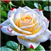 VJIDOSO Cipolle con rose Rari,Abbellire l'ambiente,resistenti all'inverno,grazia,decorazione da giardino,Aroma affascinante,rizoma di rosa,mix di cipolle.-1Wurzel-C