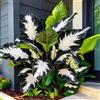 Vnuhgzs Spettacolare Taro a Orecchie di Elefante/Robusto/Parete da Giardino/Resistente al Freddo e all'Ombra-3 PCS-I