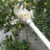 Generic Raccoglitore di frutta in plastica, con cesto per raccogliere la frutta, colore: bianco