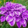 OPVDJD Hosta-Rinverdimento/Abbellisci l'ambiente/Adatto per decorare il tuo giardino-D-4 Radice