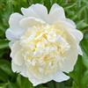 Nyugs Peonia- Rizomi Peonia Resistenti- Rizomi Perenni Giardino- Piantagioni Peonia Rari Giardino- Elegante Arbusto Peonia-e-1 rizoma