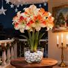 CUIKWA Amaryllis rara/Amaryllis doppia a petalo singolo/Non necessita di vernalizzazione/Adatta alla piantagione sia al sud che al nord-1 PCS-J