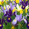 DUTCH BULBS EXCLUSIVE PLANTS FROM HOLLAN Bulbi Fiori Perenni da Esterno - 50 Bulbi Iris Olandesi Super | Mix di 5 varietà e colori, Piante esclusive dall'Olanda, per giardino e vaso (non semi, non artificiali)
