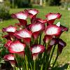 Nyugs Calla Lily, rizomi di calla resistenti, rizomi perenni da giardino, piantagioni di calla lily rari da giardino-a-2 rizomi