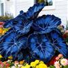 Vnuhgzs Spettacolare Taro a Orecchie di Elefante/Robusto/Parete da Giardino/Resistente al Freddo e all'Ombra-3 PCS-J