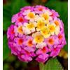 Generic 3 talee- Lantana camara * rosa/giallo | Lantana camara