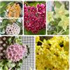 Generic hoya ufficio giardino precoce di d'appartamento esotiche di 70semi