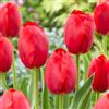 Bloomique - Mix di 20 - Tulipa - Bulbi di tulipano - Rosso - Bulbi - Fioritura primaverile - Perenni - Cresce fino a 50-55 cm